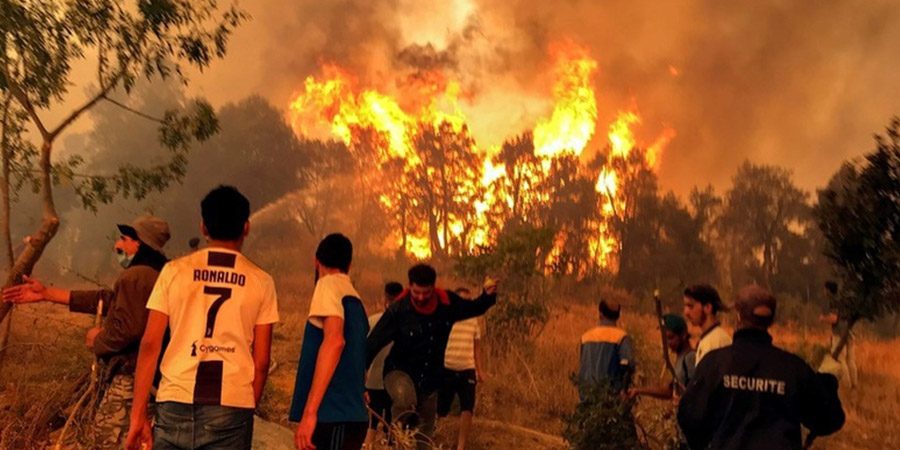 الحرائق تسببت في اتلاف نحو 1800 هكتار من الأحراش و 800 هكتار من الثروة الغابية