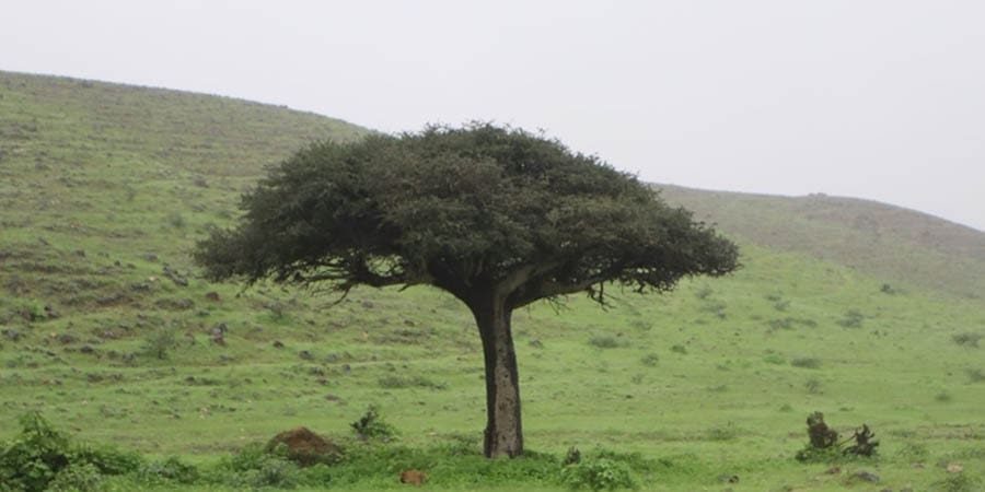 شجرة السير التي تنفردُ بها محافظة ظفار