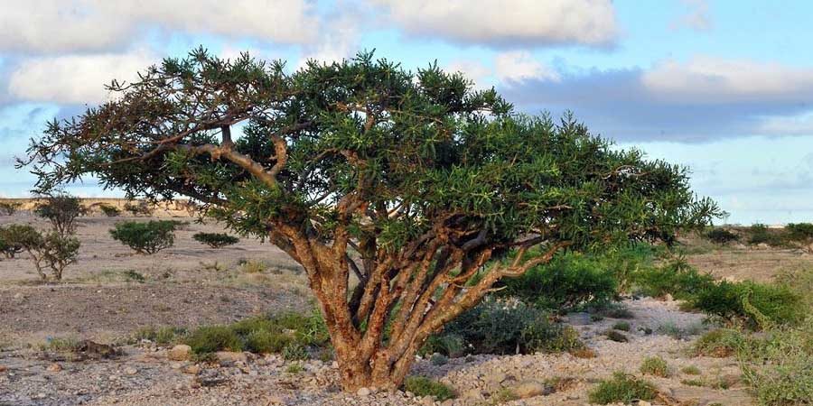 أشجار اللبان ـ تعبيرية