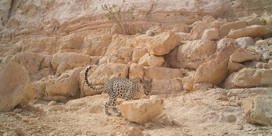 النمر العربي