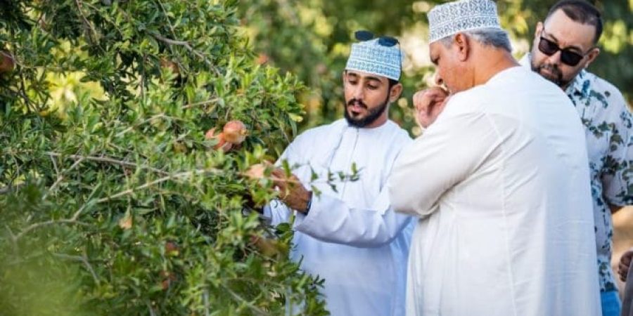 فعالية "رمانة"