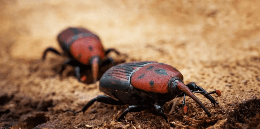 كم عدد فرق مكافحة سوسة النخيل بشمال الباطنة؟ 