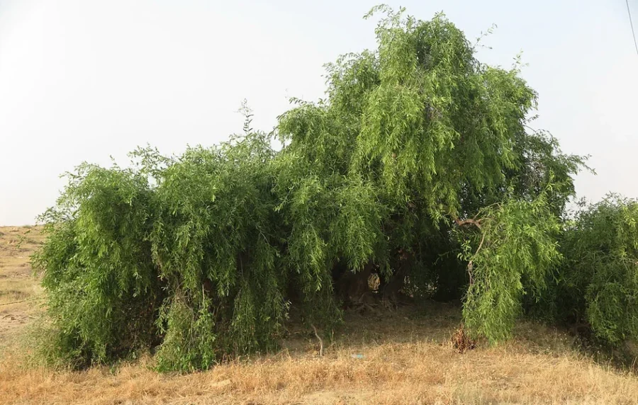 أشجار “الأراك” بالخابورة لماذا أدت لانتشار الأفاعي؟