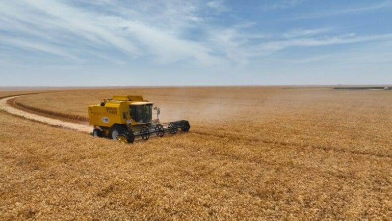 الذهب الأصفر في نجد.. عُمان تتوقع حصاد أكثر من 8 آلاف طن قمح