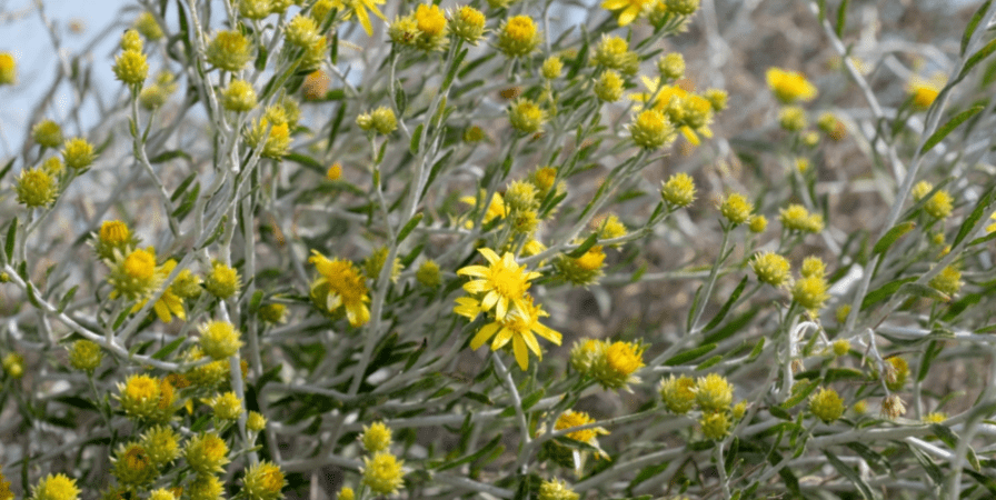 بساط البريمي الأصفر.. انتشار العرفج يبشر باستدامة بيئية حقيقية 