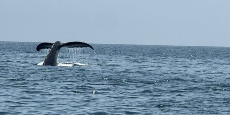 نادر ومذهل.. توثيق لحظات تغذية الحيتان الحدباء في مياه مصيرة