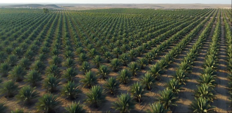 ملياران للأمن الغذائي.. عُمان تحقق الاكتفاء الذاتي وتغزو الأسواق العالمية 