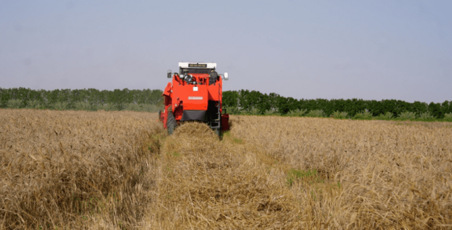 ذهب عُمان الأصفر.. بدء حصاد القمح في ولايات جنوب الشرقية 