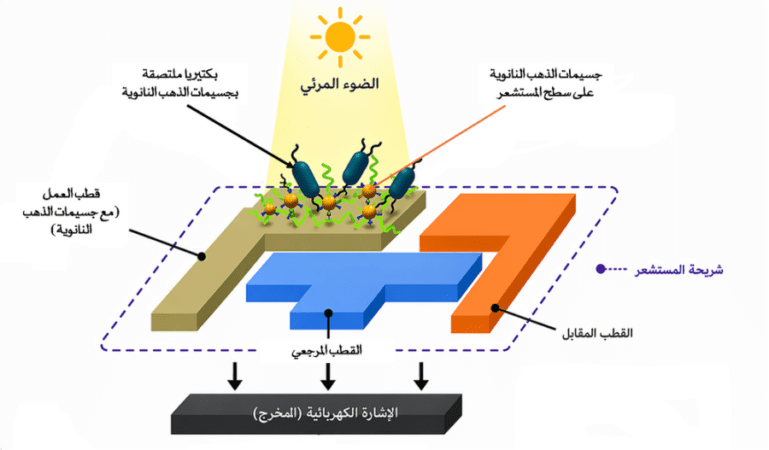 بـ “التمور” وعلم “النانو”.. ابتكارات عُمانية عالمية تحمي غذاءنا وصحتنا