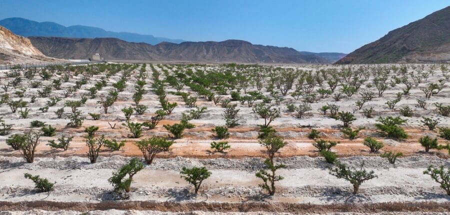 هيئة البيئة تنجز 4 حدائق شجرية لصون النباتات النادرة بظفار 