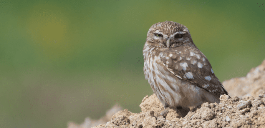 لماذا اختارت البوم البريمي موطنًا لها؟ وما هدف المسح الميداني؟ 