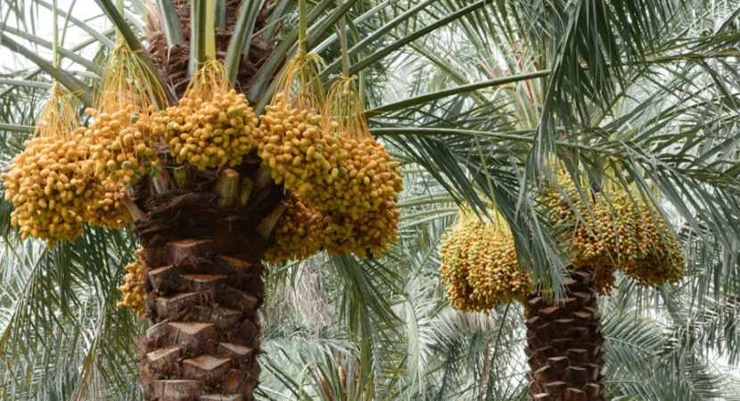 كيف تحوّل طناء النخيل من مناسبة اجتماعية إلى نشاط تجاري؟ ولماذا؟ 