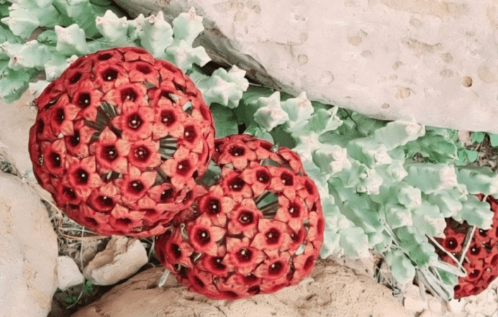 كيف أصبح اكتشاف نباتي بظفار من ملاحظة إلى إنجاز علمي عالمي؟