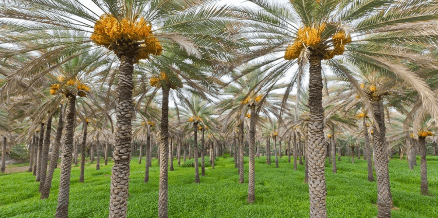 ثورة خضراء.. عُمان تحوّل المخلفات الزراعية إلى أثاث وأعلاف 