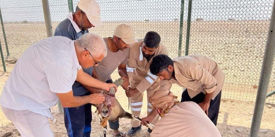 هلا أف أم مشروع إنشاء بنك الجينات لحفظ الأصول الوراثية للحيوانات البرية  ـ أرشيفية