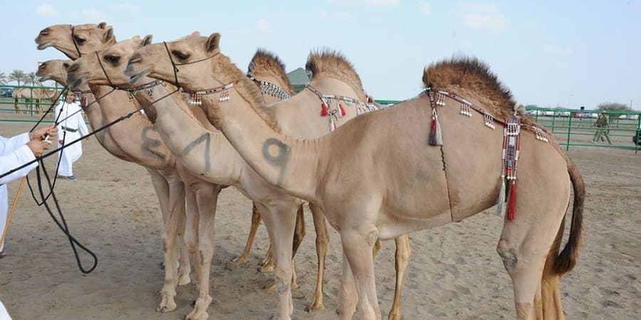 ولاية بركاء المهرجان السنوي للهجن الأهلية ـ أرشيفية