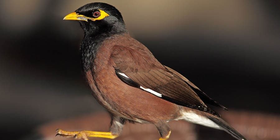 سلطنة عُمان الطيور الغازية ـ أرشيفية