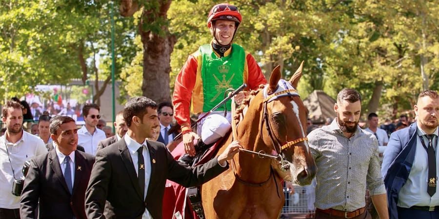 الحصان سوكو للخيالة السلطانية