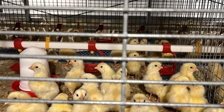 مزرعة الخليج الدولية للدواجن مزرعة الخليج الدولية للدواجن ـ تعبيرية