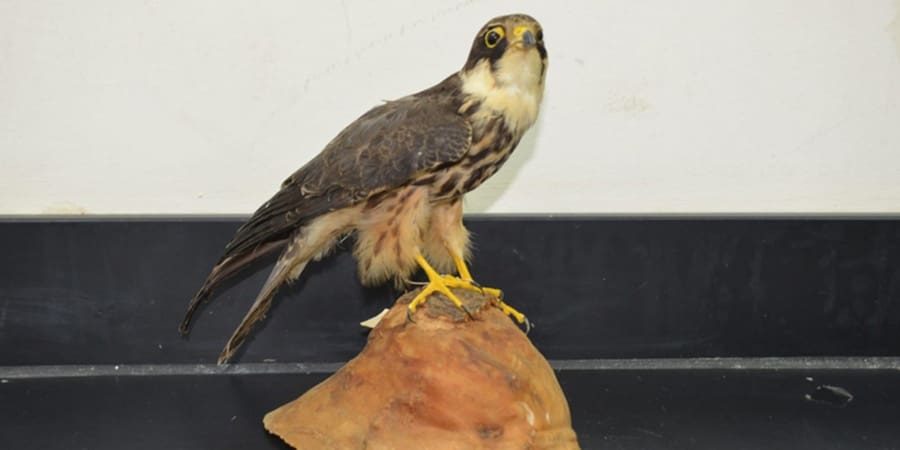 متحف التاريخ الطبيعي يسعى لتقديم كافة التسهيلات لتمكين العلماء والباحثين من دراسة العينات المحفوظة في المجموعات المتحفية