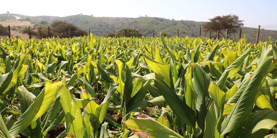 مشروع توطين زراعة الكركم