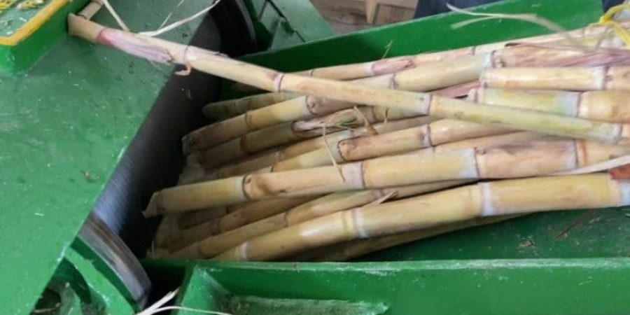قصب السكر زراعة قصب السكر بمحافظة الداخلية