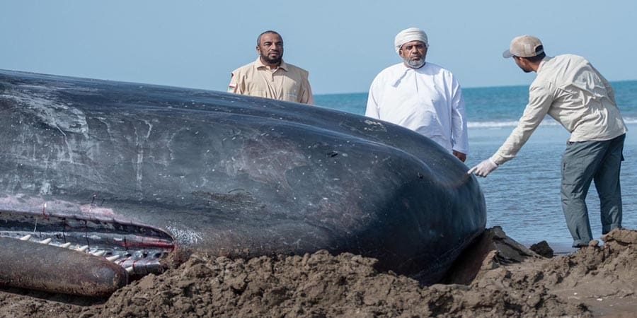 نفوق "حوت العنبر"