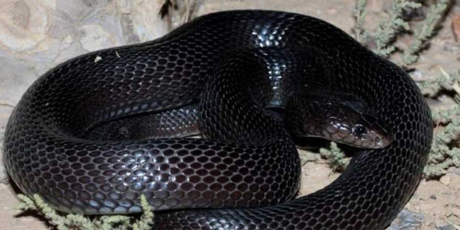 هلا أف أم أفعى الصل الأسود في