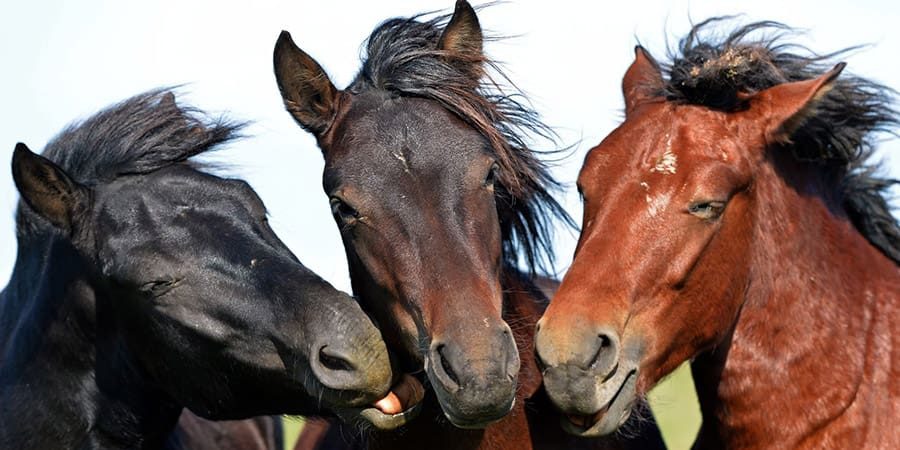 هلا أف أم تعبيرية