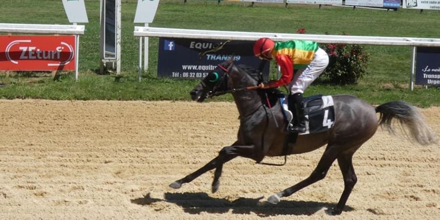 الفرس خالصة الفرس خالصة للخيالة السلطانية