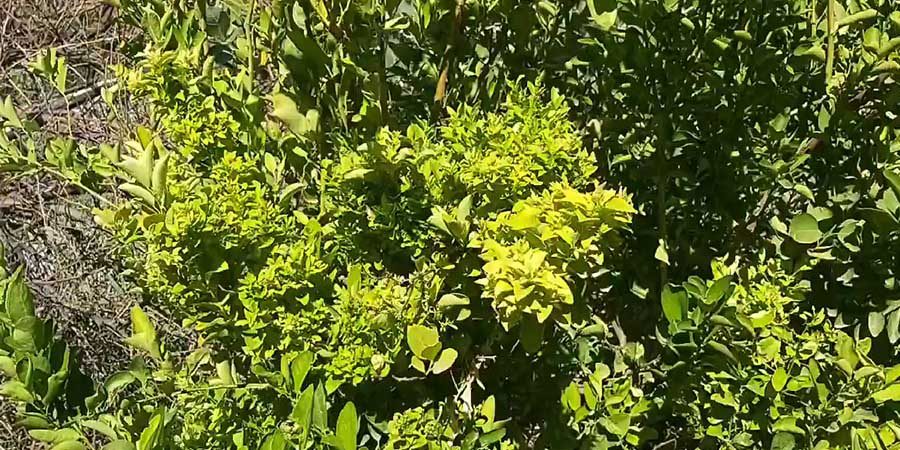 هلا أف أم تعبيرية