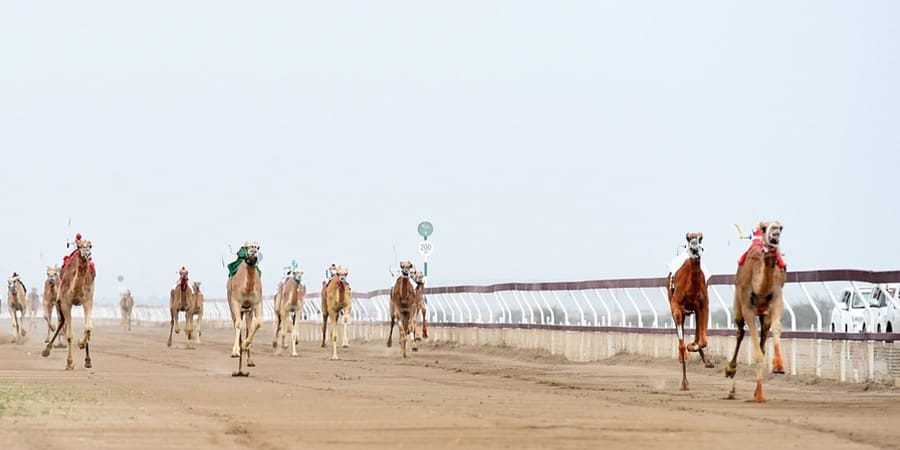 كأس جلالةِ السُّلطان المعظم للهجن لعام 2023 كأس جلالةِ السُّلطان المعظم للهجن لعام 2023