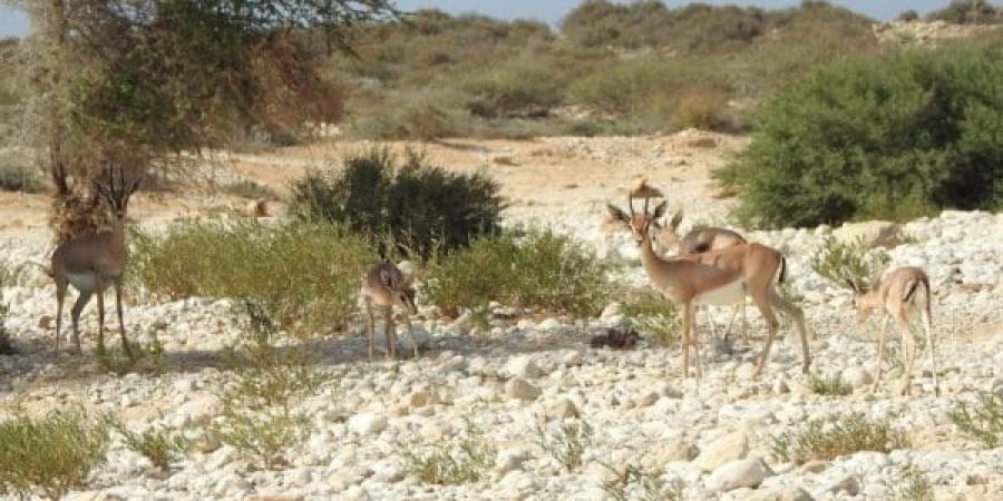 اليوم العالمي للتنوع الأحيائي