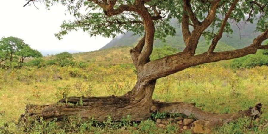 هيئة البيئة تحت شعار "أرضنا مستقبلنا"