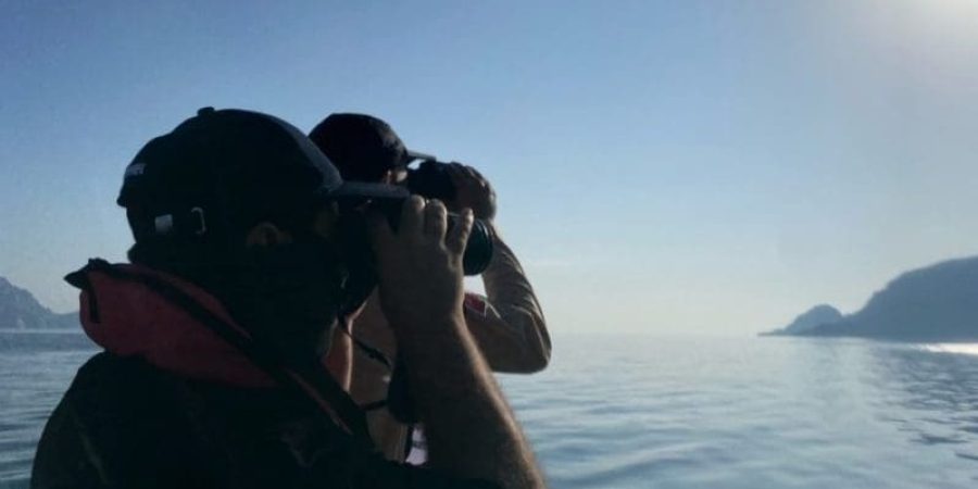 مشروع مسح أنواع الثدييات البحرية