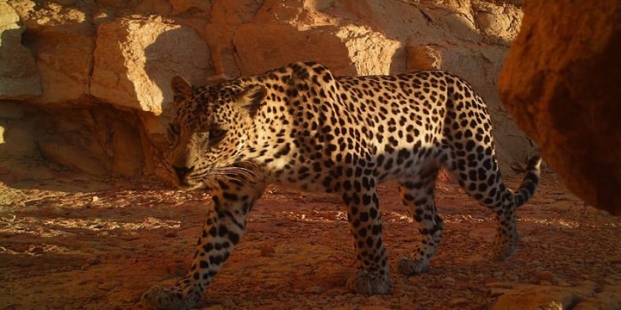 سلطنة عُمان النمور العربية