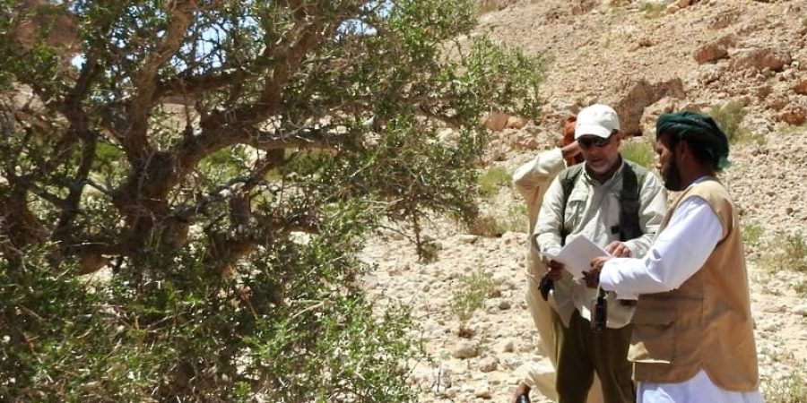 مشروع "مسح أشجار المُر العربي"