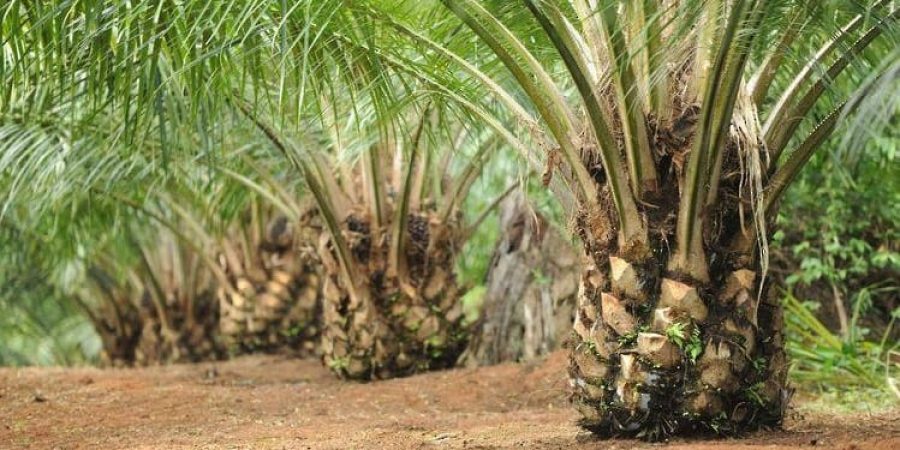 مشروع إنتاج معزز التربة الزراعية.