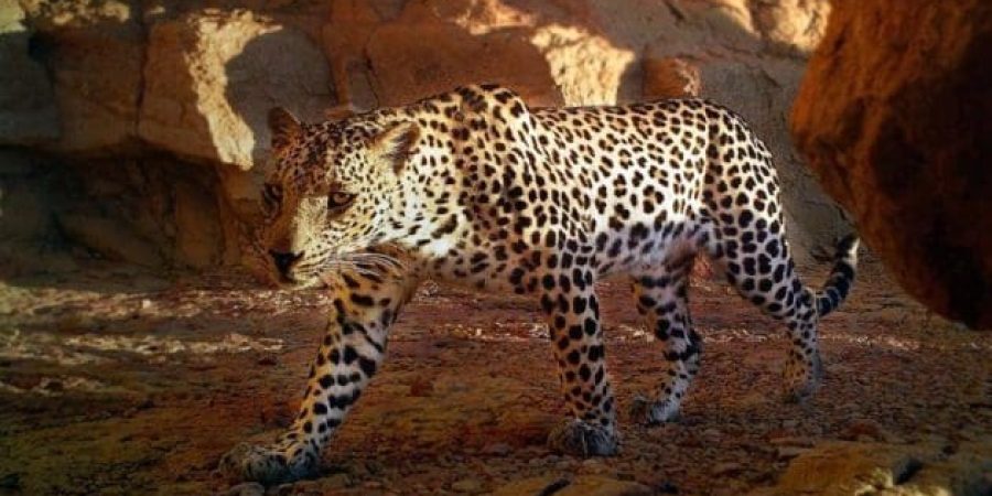 ثلاثة نمور عربية بالغة تسير معًا