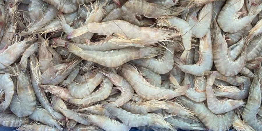 وزارة الثروة الزراعية والسمكية وموارد المياه. الروبيان ـ تعبيرية.