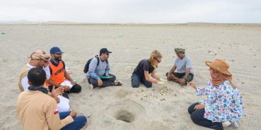 تنفيذ أعمال مشروع دراسة نسبة نجاح أعشاش سلاحف الريماني.