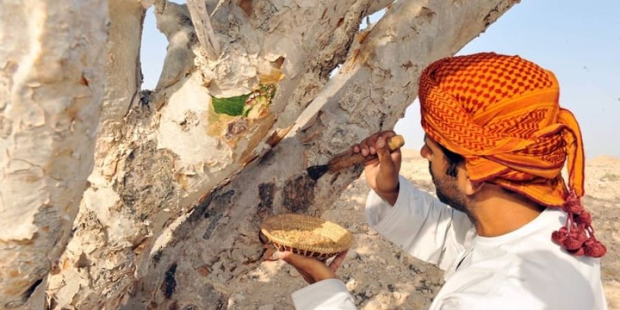 وزارة التجارة والصناعة وترويج الاستثمار مشروع تمكين منتجي اللبان