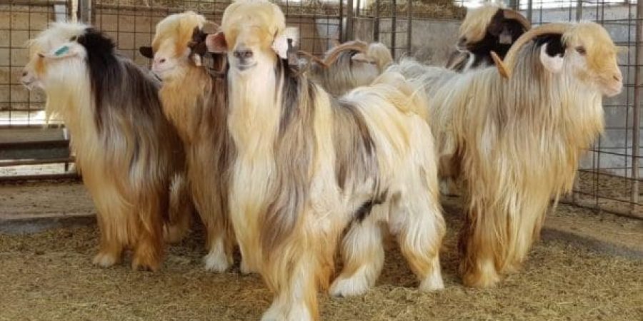 سلطنة عُمان تعبيرية