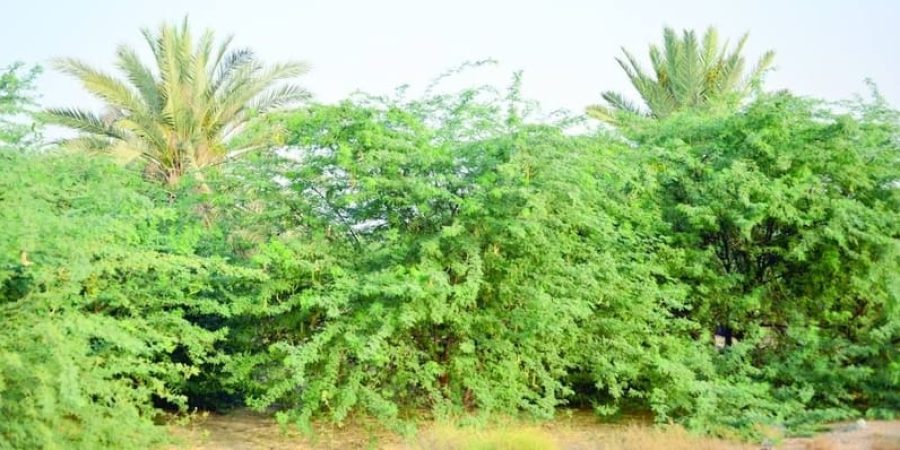 شجرة المسكيت