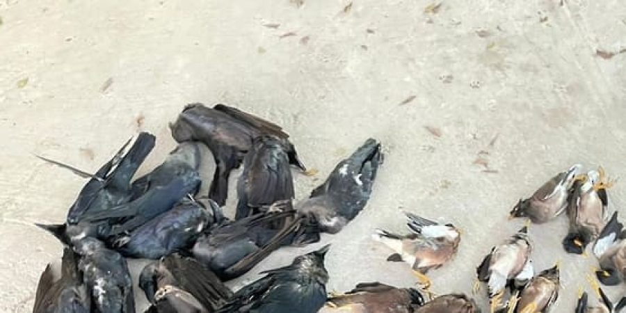 هيئة البيئة تم القضاء على 35 ألفًا و154 طيرًا غازيًا