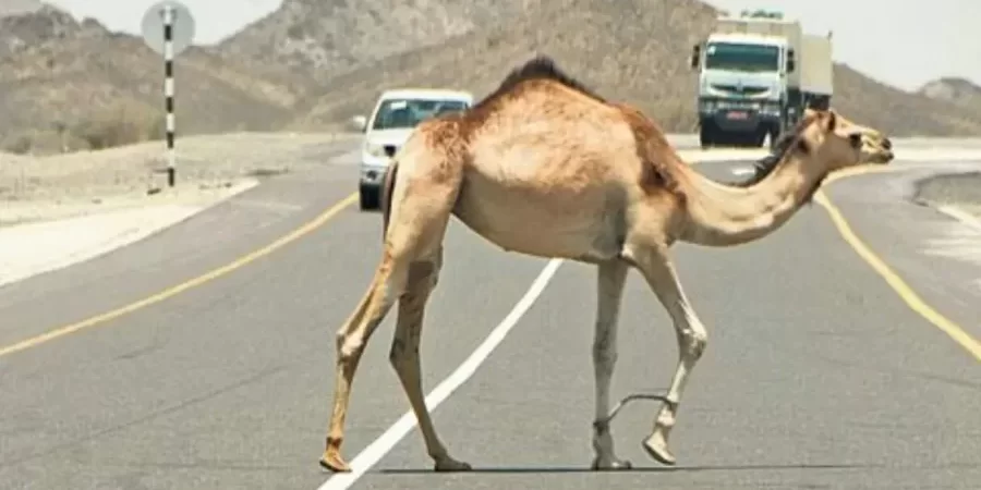 هلا أف أم تعبيرية